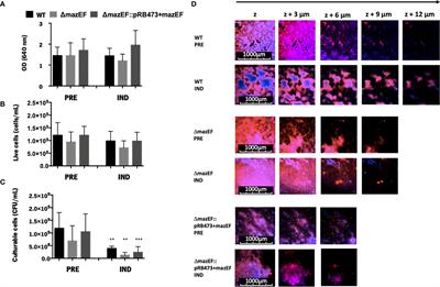 mazEF Homologue Has a Minor Role in Staphylococcus epidermidis 1457 Virulence Potential